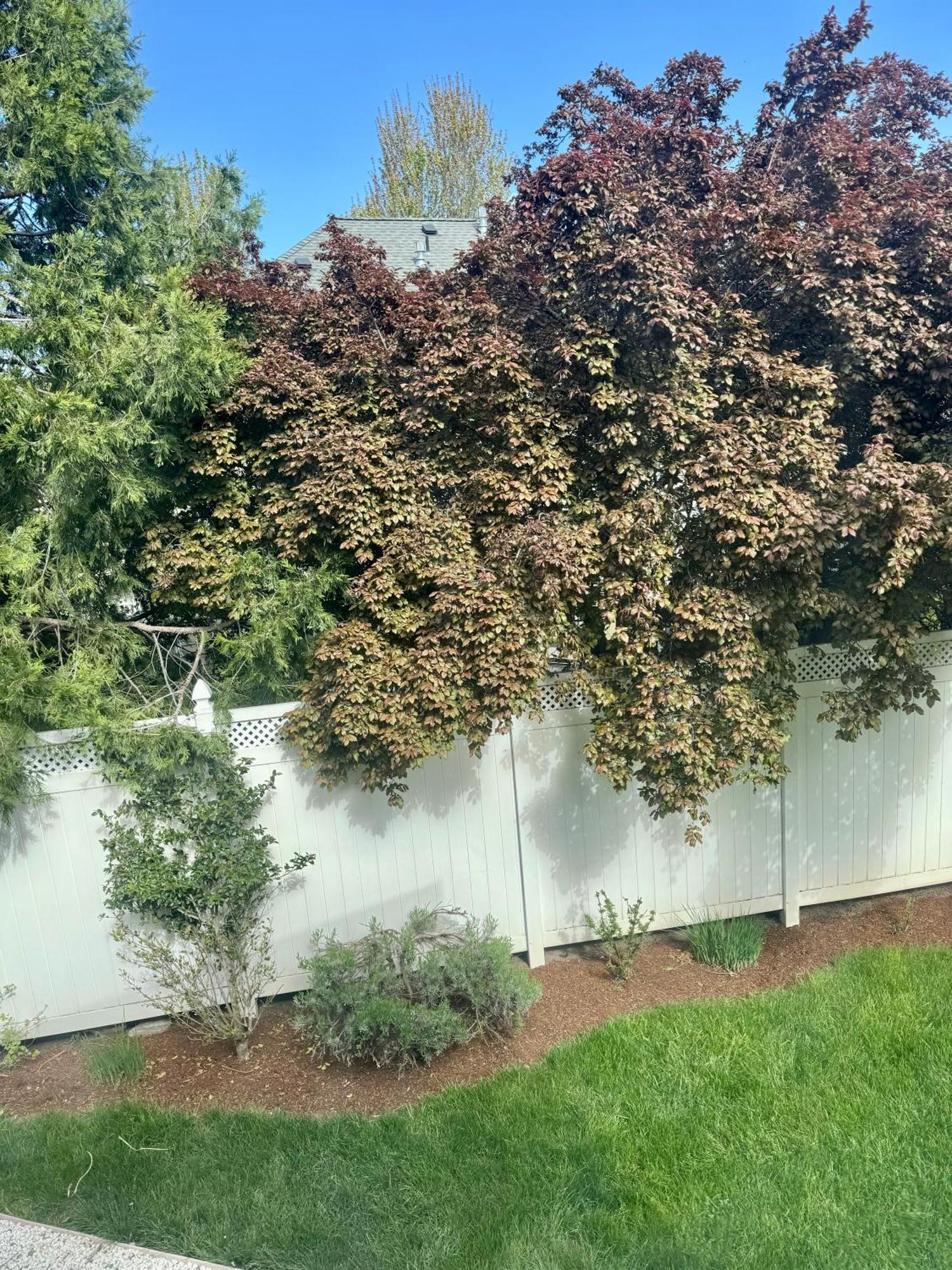 Bayberry Inn B&B And Oregon Wellness Retreat 애쉬랜드 외부 사진